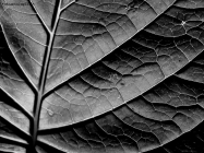 Prossima Foto: Leaf in black and white