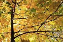 Prossima Foto: L'oro d'autunno