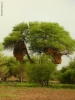Prossima Foto: albero di mopane