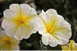 Foto Precedente: Yellow Flower