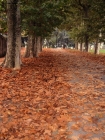 Prossima Foto: foglie morte
