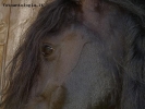 Prossima Foto: frisian horse