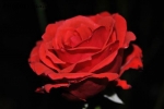 Prossima Foto: rossa la rosa