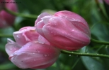 Prossima Foto: Tulipani rosa