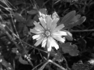 Foto Precedente: piccolissimo fiore
