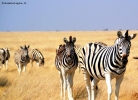 Prossima Foto: Passaggio di zebre