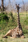 Prossima Foto: Giraffa