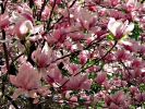 Foto Precedente: magnolia