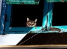 Foto Precedente: Il gatto alla finestra.....