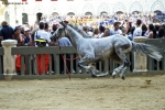 Foto Precedente: cavallo "scosso"