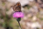 Prossima Foto: Farfalla