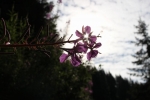 Prossima Foto: fiore di sole
