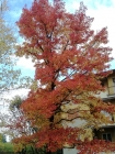 Foto Precedente: colori d'autunno
