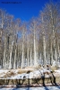 Foto Precedente: neve e natura