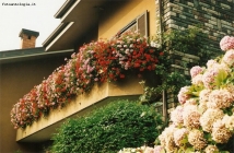 Foto Precedente: balcone fiorito di casa  mia