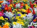 Foto Precedente: Variet..di colori e di fiori