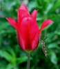 Prossima Foto: La Zanzara e il Tulipano