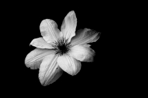 Foto Precedente: Il fiore bianco