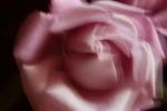 Prossima Foto: ... rosa al vento
