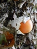 Foto Precedente: uovo di bosco