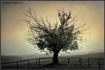 Foto Precedente: L'albero solitario