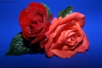 Prossima Foto: Rose del mio giardino...