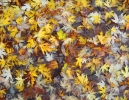 Foto Precedente: Colori d'autunno