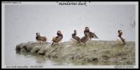 Foto Precedente: mandarine duck