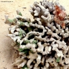 Foto Precedente: corallo