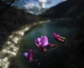 Foto Precedente: fiore di montagna
