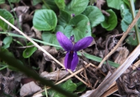 Prossima Foto: violetta di bosco