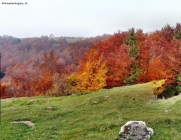 Foto Precedente: I colori dell'Autunno in Lessinia