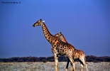 Foto Precedente: Le giraffe non si distraggono mai...