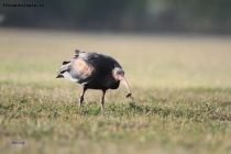 Prossima Foto: ibis eremita