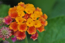 Prossima Foto: fiore bicolore
