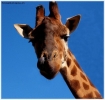Foto Precedente: Simpatica Giraffa