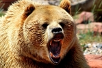 Prossima Foto: Sorriso di grizzly