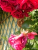 Foto Precedente: madonna tra le rose