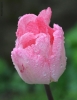 Foto Precedente: tulipano rosa sotto la pioggia
