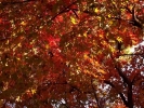 Foto Precedente: ovunque autunno