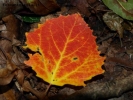 Prossima Foto: Colori d'autunno