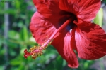 Prossima Foto: Red Hibiscus