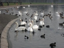 Prossima Foto: IL LAGO DEI CIGNI