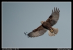 Prossima Foto: falco di palude
