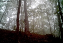 Prossima Foto: alberi nella nebbia