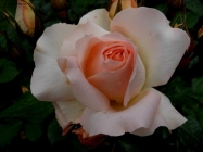 Prossima Foto: rosa, rosae, rosarum....