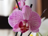 Foto Precedente: Orchidea rosata
