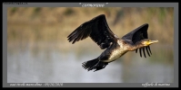 Foto Precedente: cormorano