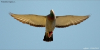 Prossima Foto: piccione in volo