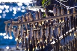 Foto Precedente: pesci in secca
